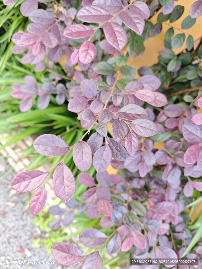 紫色斑斓叶片植物特写