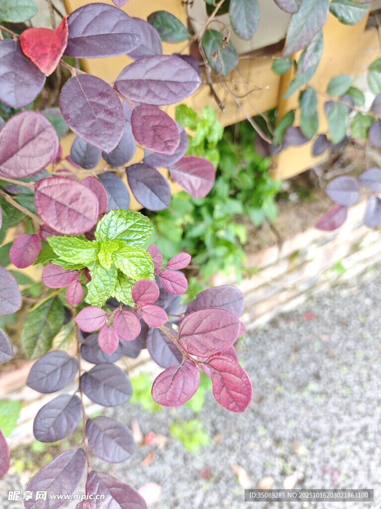 紫叶植物特写