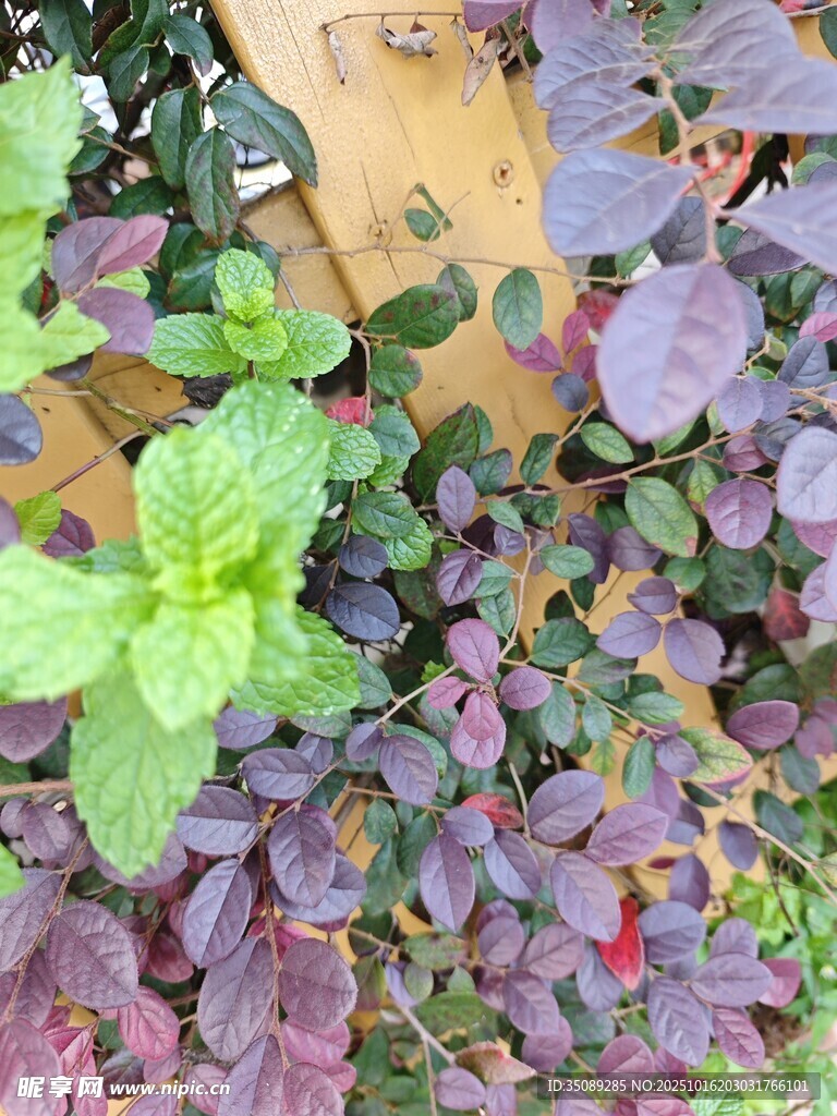 多彩植物盆栽展示