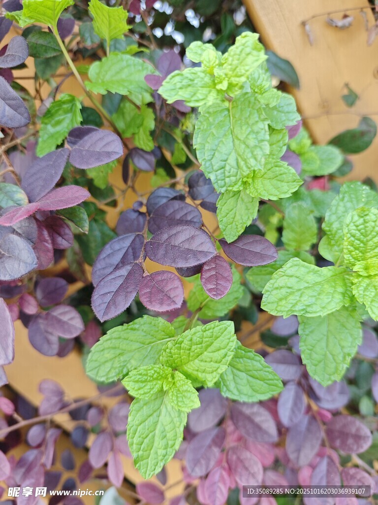 多彩叶片植物特写