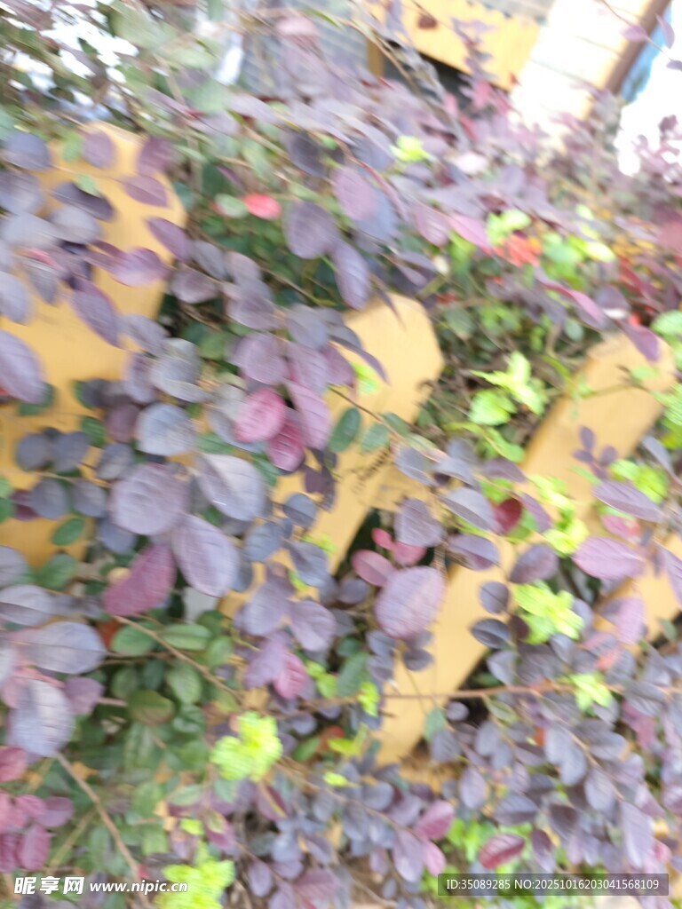 紫叶植物特写