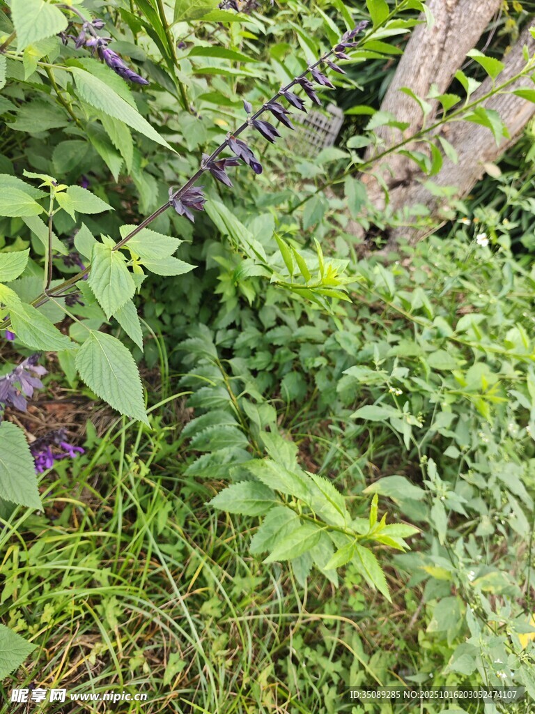 繁茂绿植与紫色小花景观