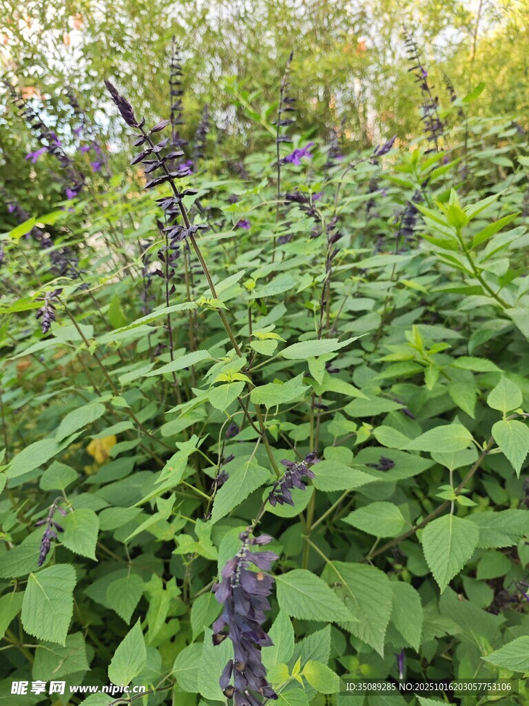 繁茂绿叶间的紫色花卉