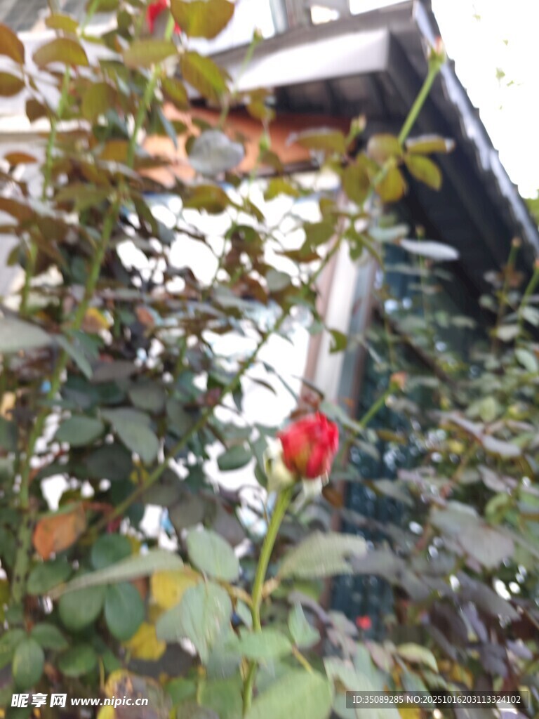 枝头红果伴绿叶