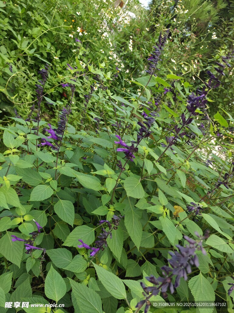 紫色花卉与绿叶植物景观