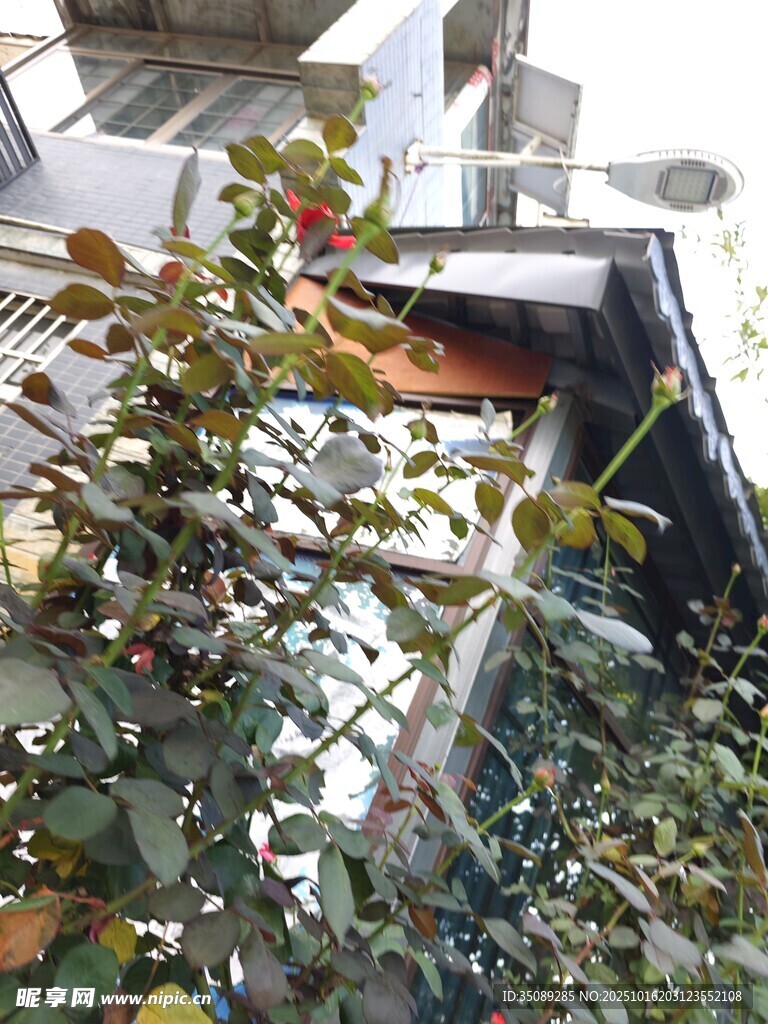 窗边绿植生机盎然