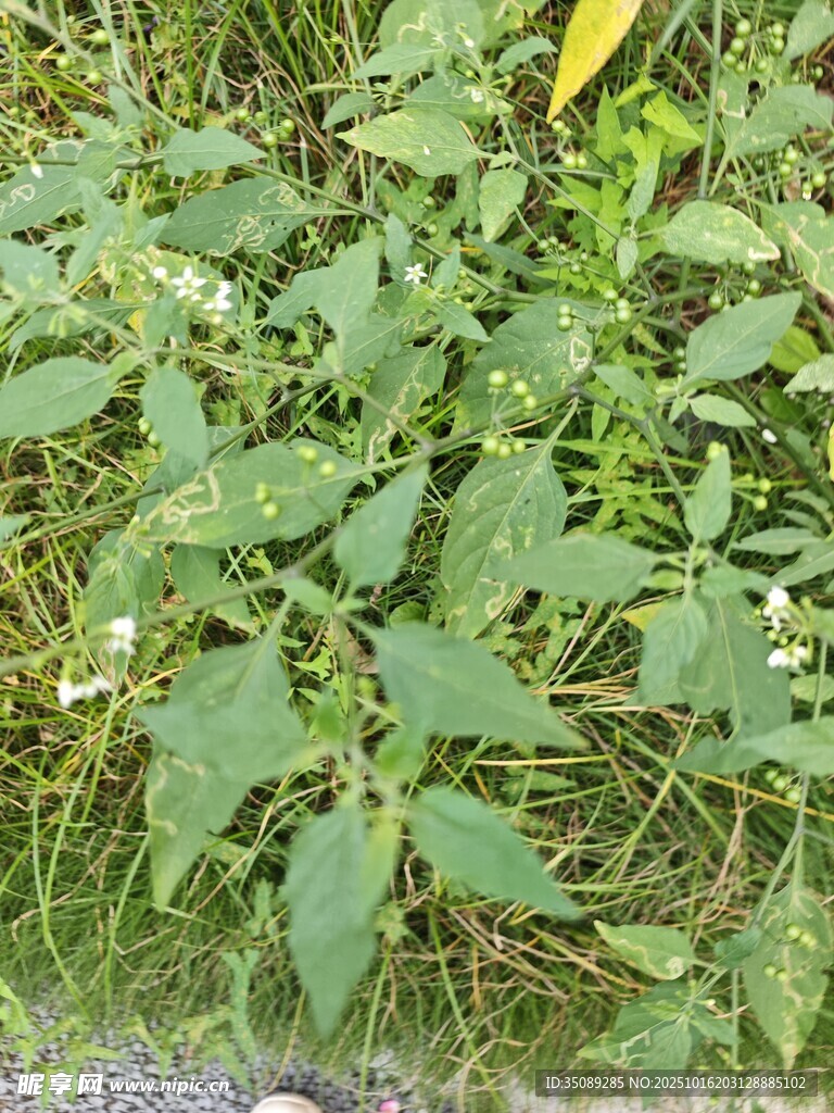 绿叶丛中的白色小花