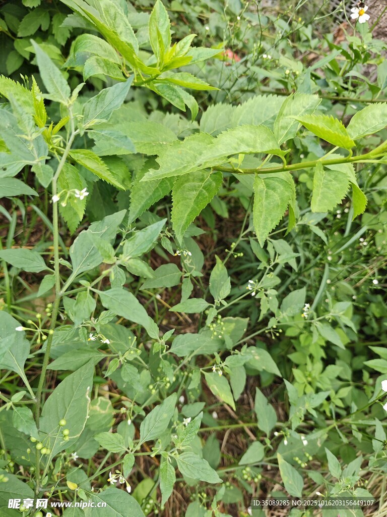 繁茂绿植景观