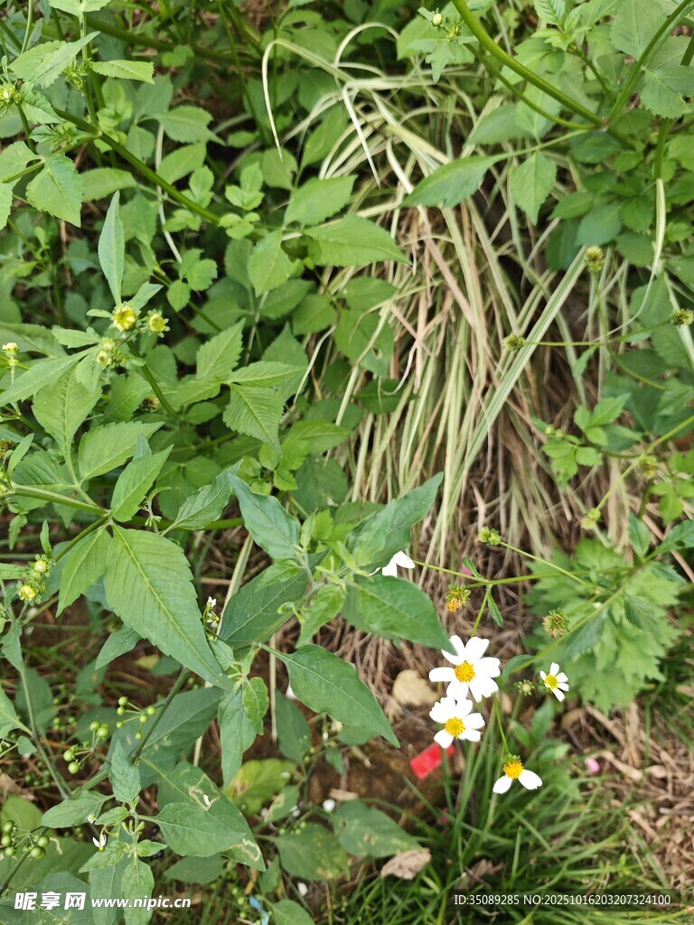 草丛中的多彩小花