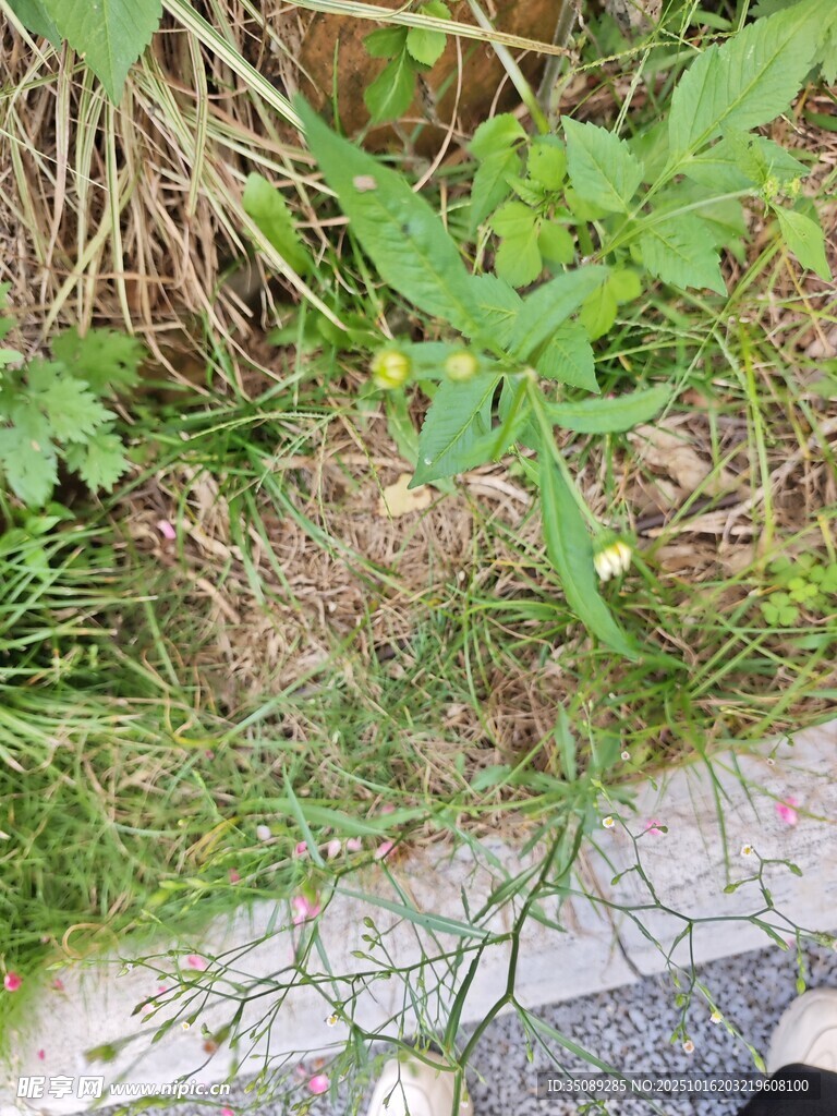 路边生长的绿色野草