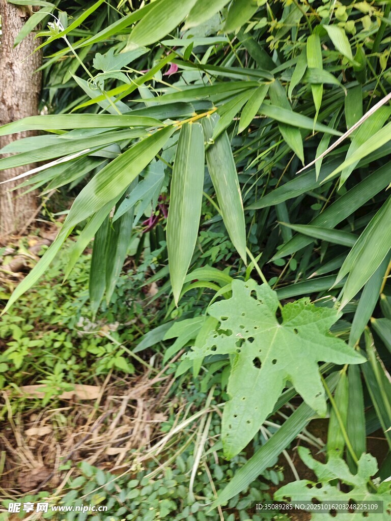 翠绿繁茂的野外植物景观