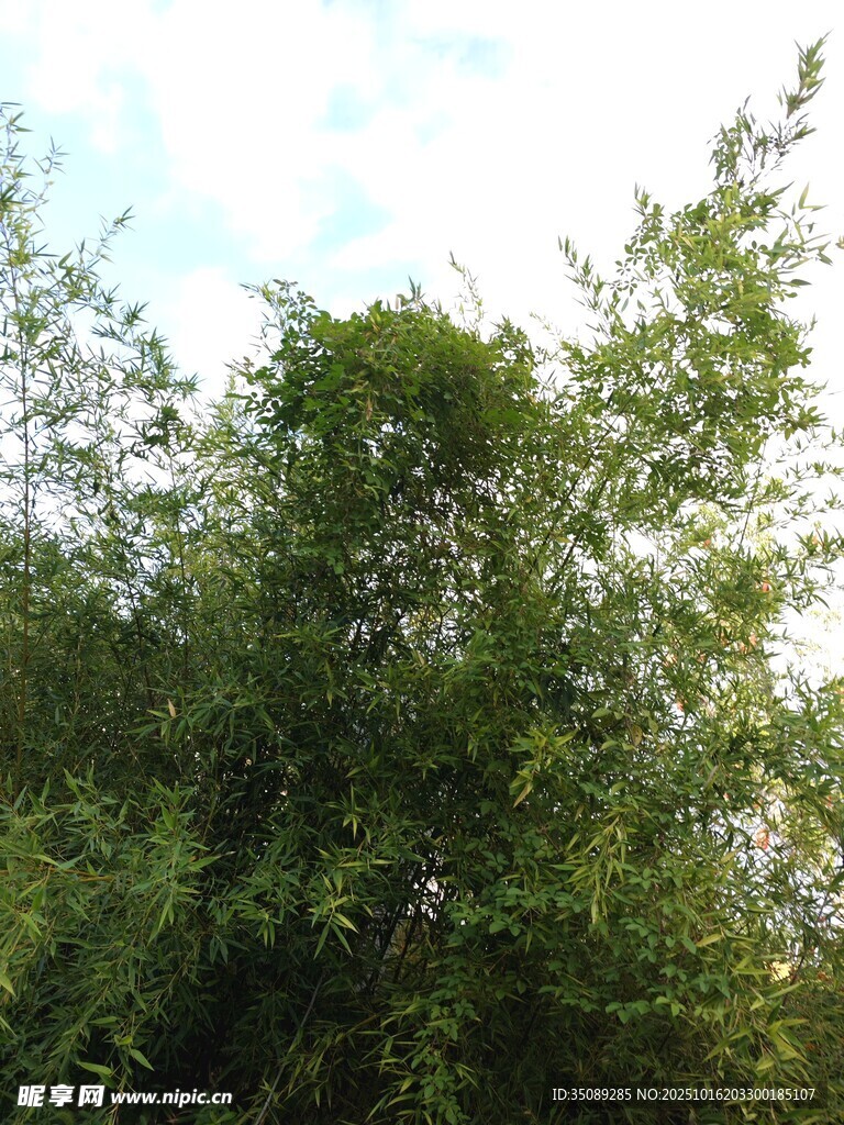 茂密葱郁的绿色树木景观