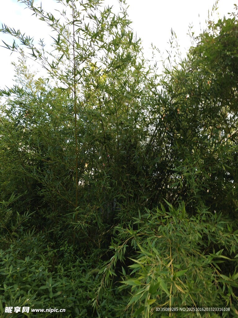 茂密葱郁的竹林景观