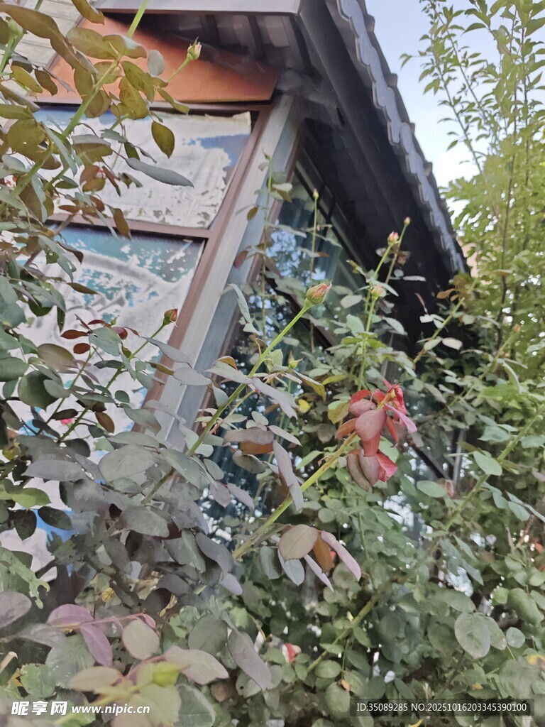 老旧房屋旁的繁茂绿植
