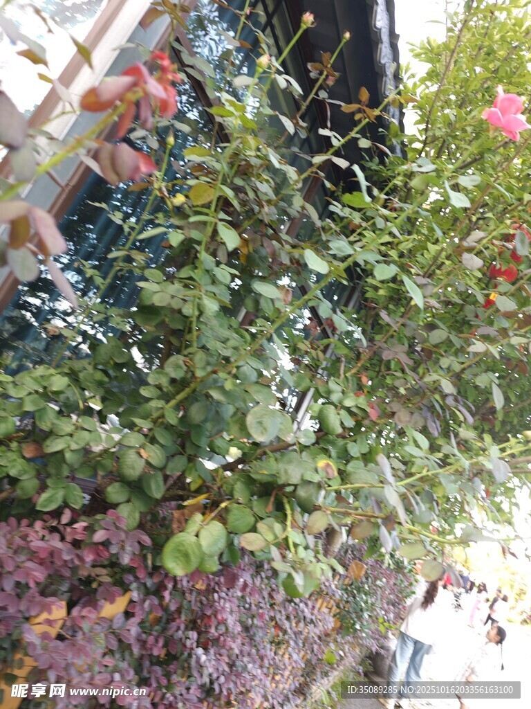 繁茂绿植与娇艳花朵