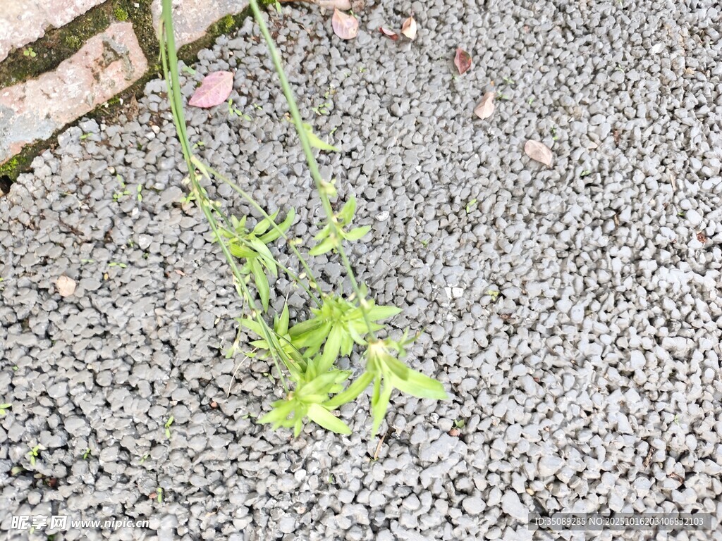 石缝中生长的嫩绿植物