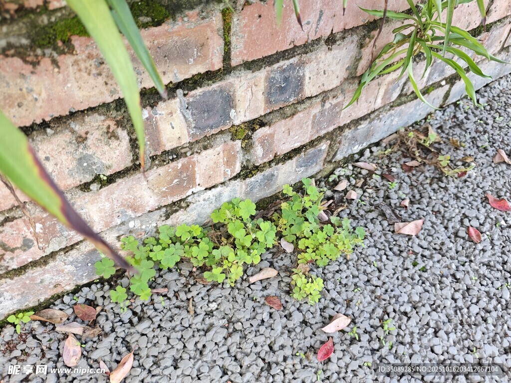 砖墙边生长的嫩绿植物