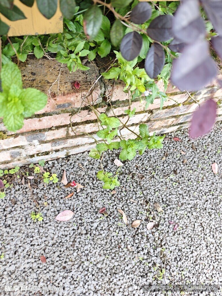 路边缝隙中生长的绿色植物