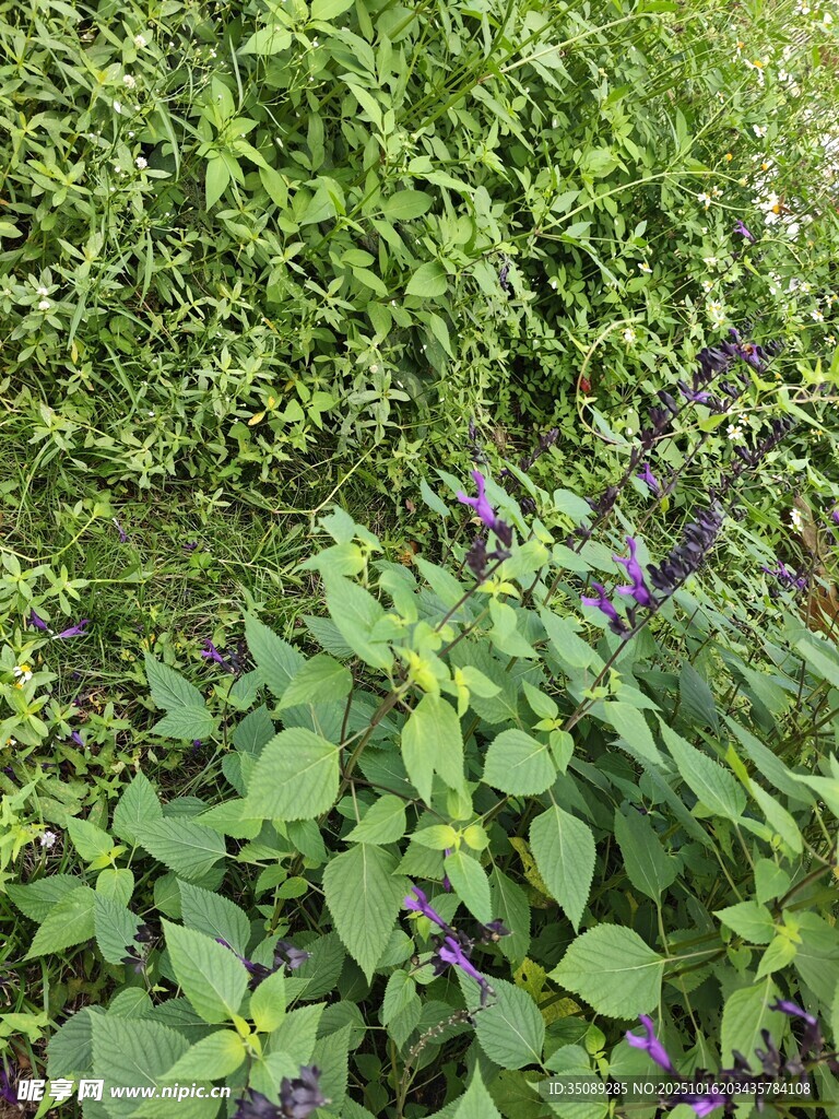 绿叶丛中的紫色小花