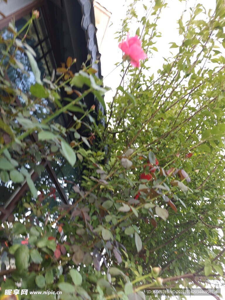 窗边绽放的娇艳粉色花朵