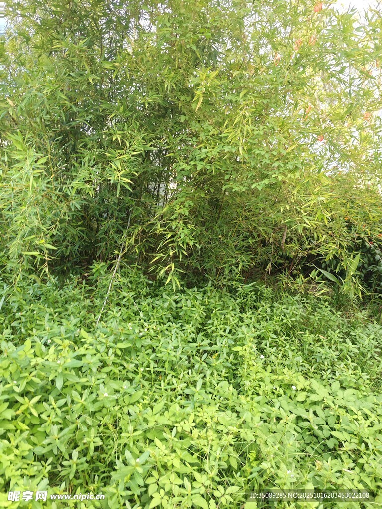 绿意盎然的繁茂植物景观