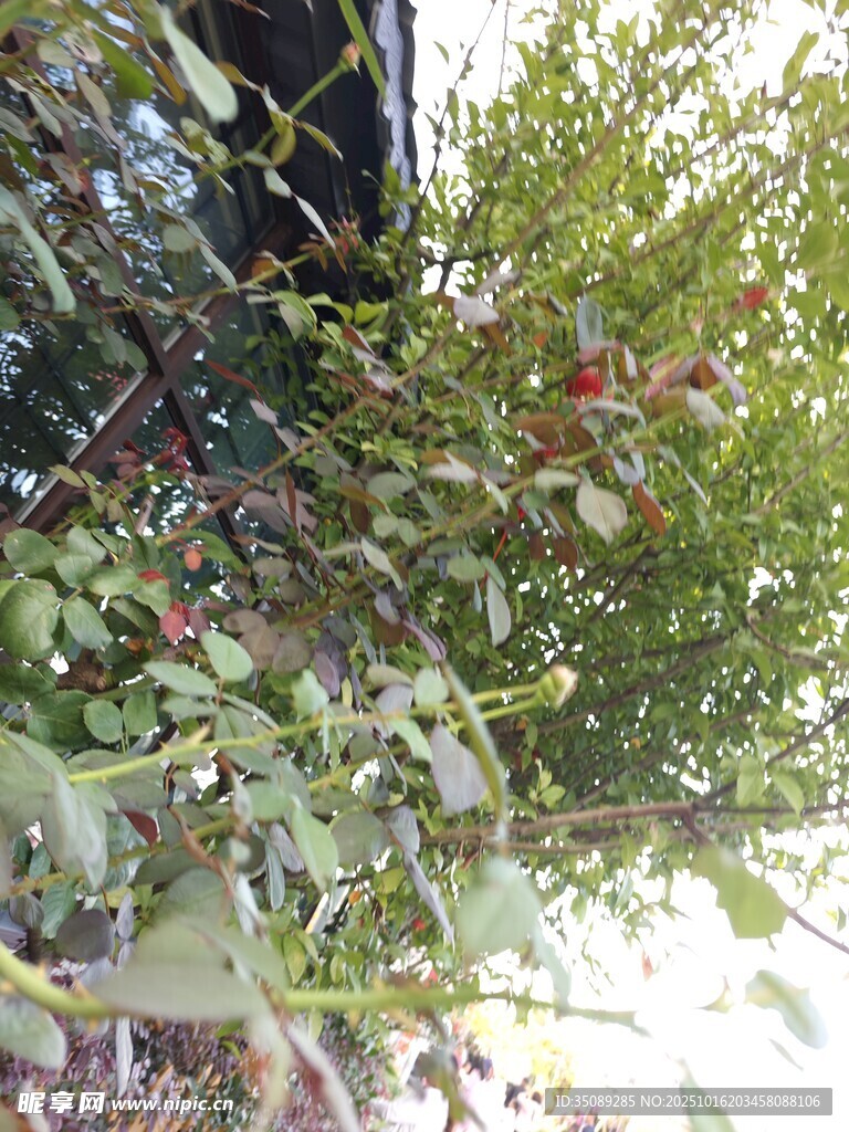 枝叶繁茂的绿植景观