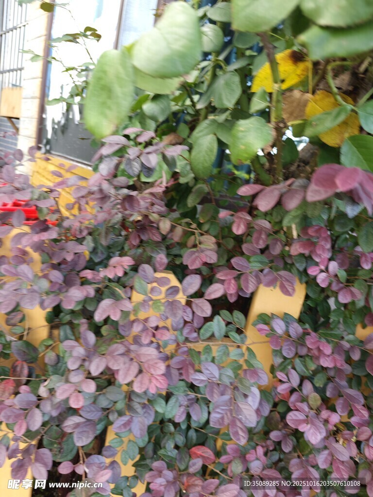 多彩花卉植物景观展示
