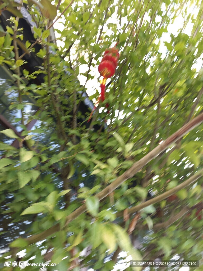 绿叶间的红果