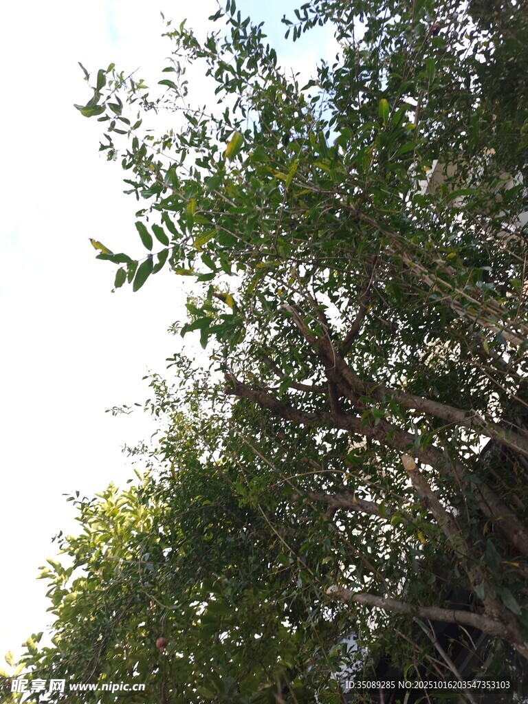 繁茂展现自然生机