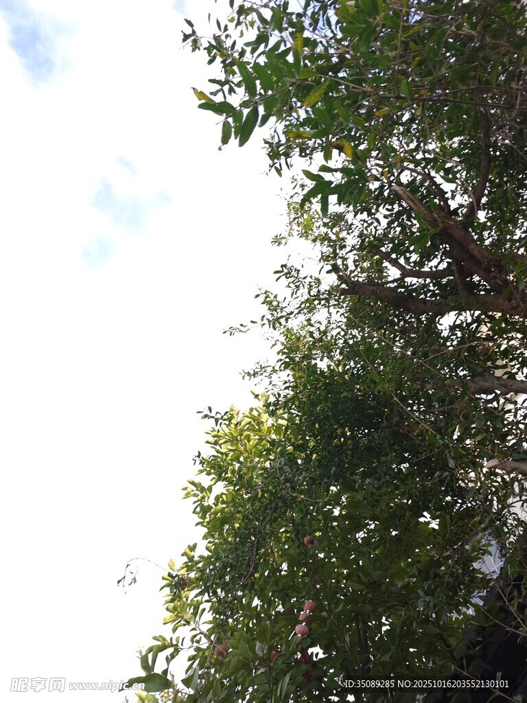 仰视繁茂绿树