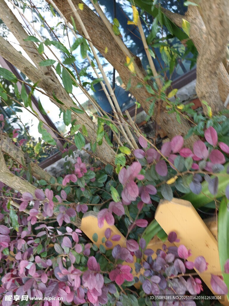 多彩植物与石景景观