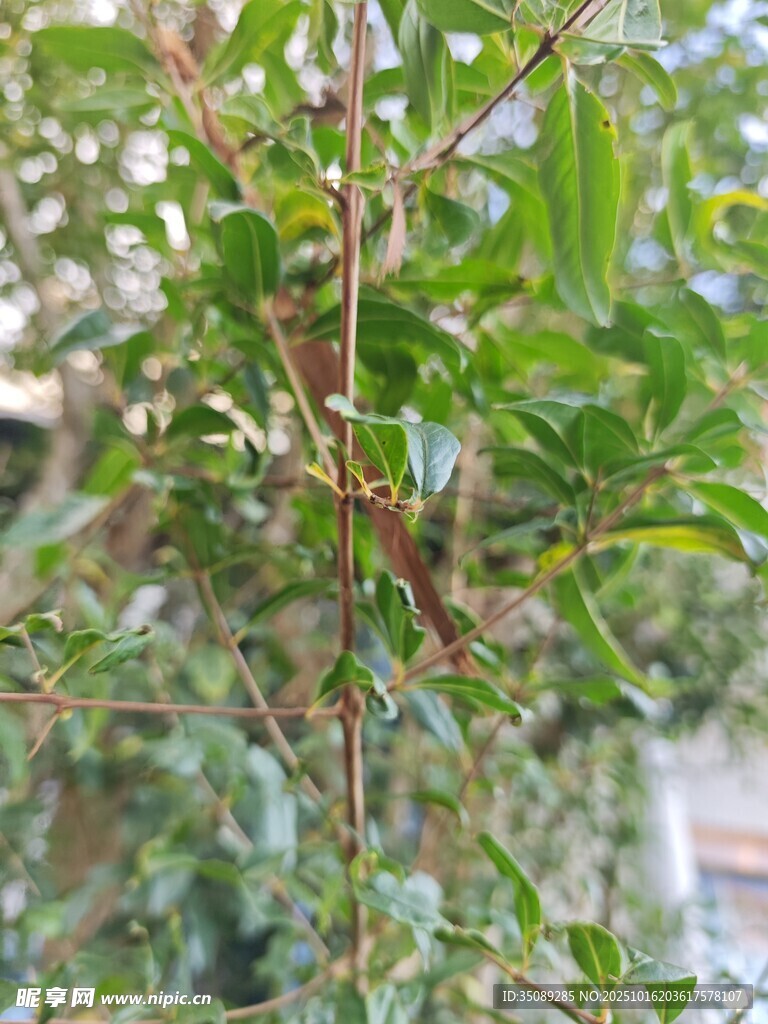 绿叶繁茂的植物枝干
