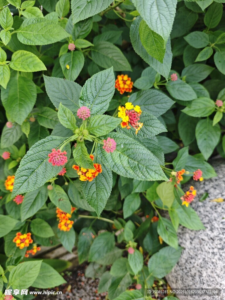 绿叶间的多彩小花
