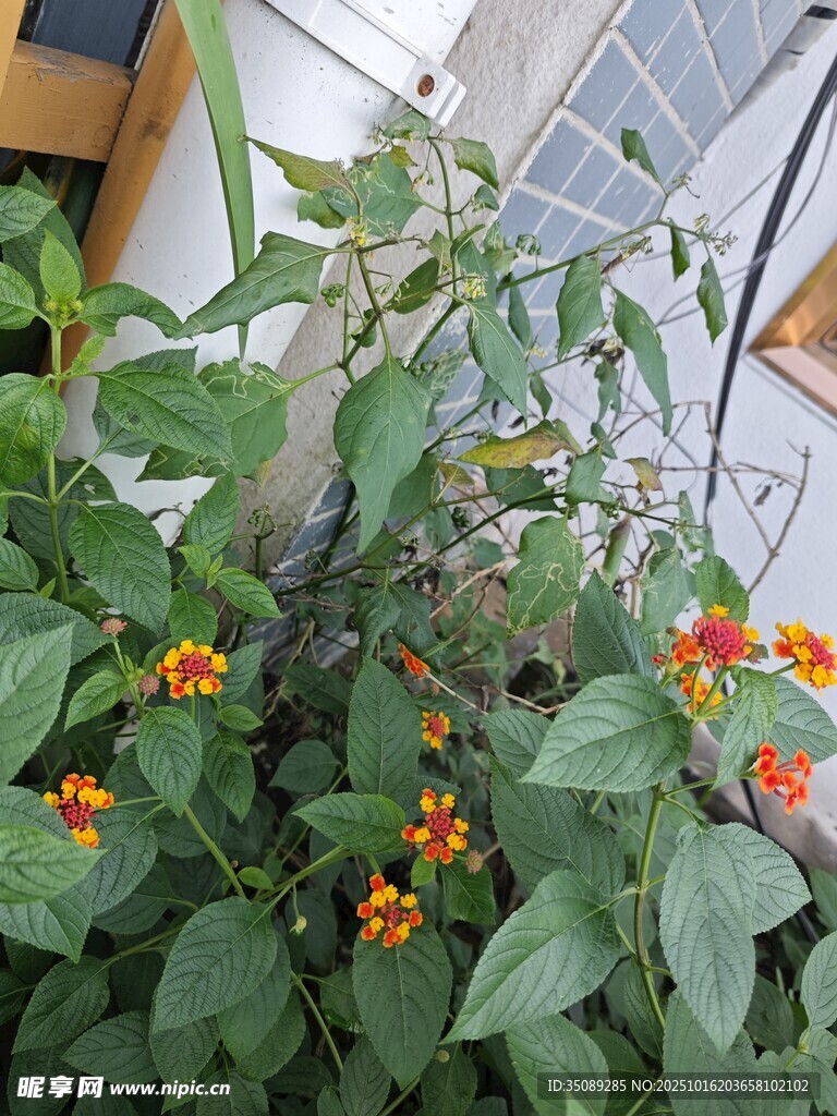 绿叶间的橙色小花