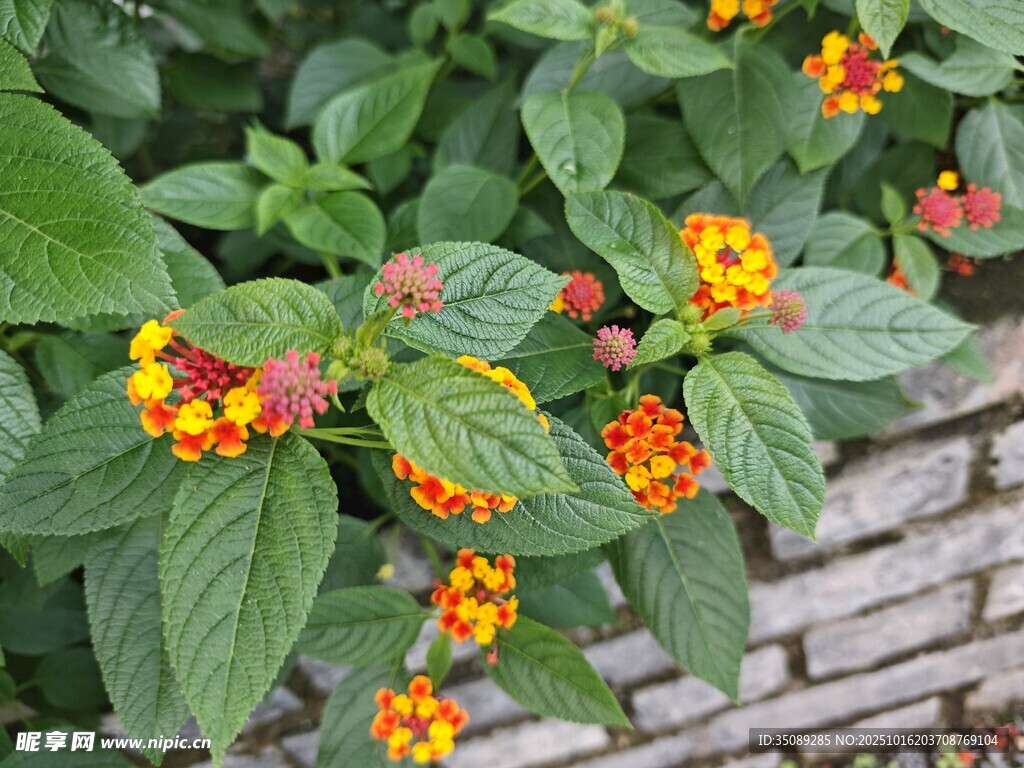 鲜艳多彩的花卉植物景观