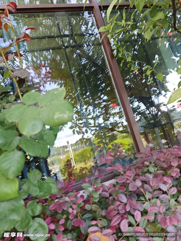 花园中的多彩植物景观