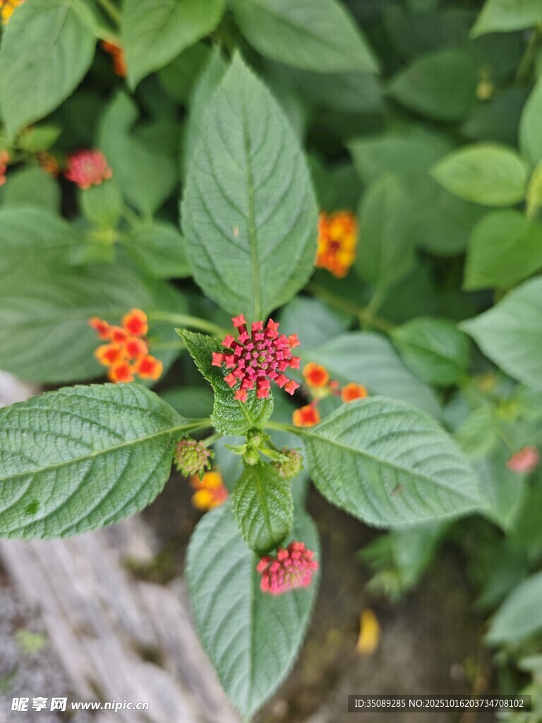 绿叶间的鲜艳小花
