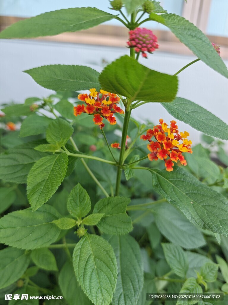 多彩花卉绽放绿叶间