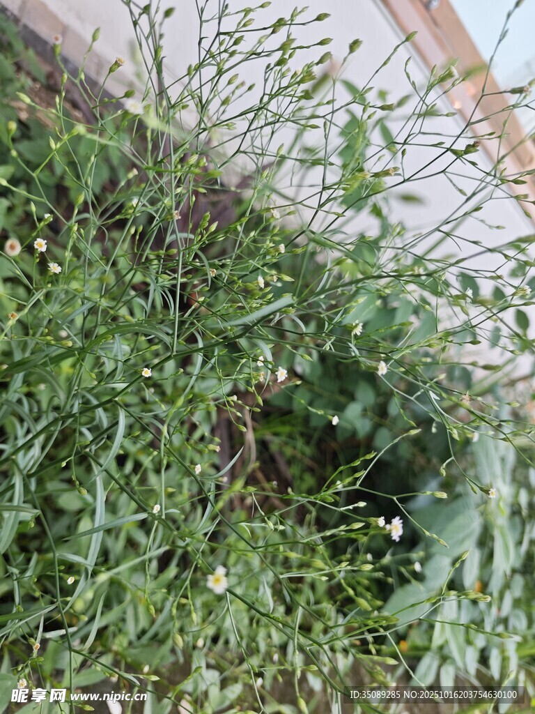 墙边繁茂绿植景象