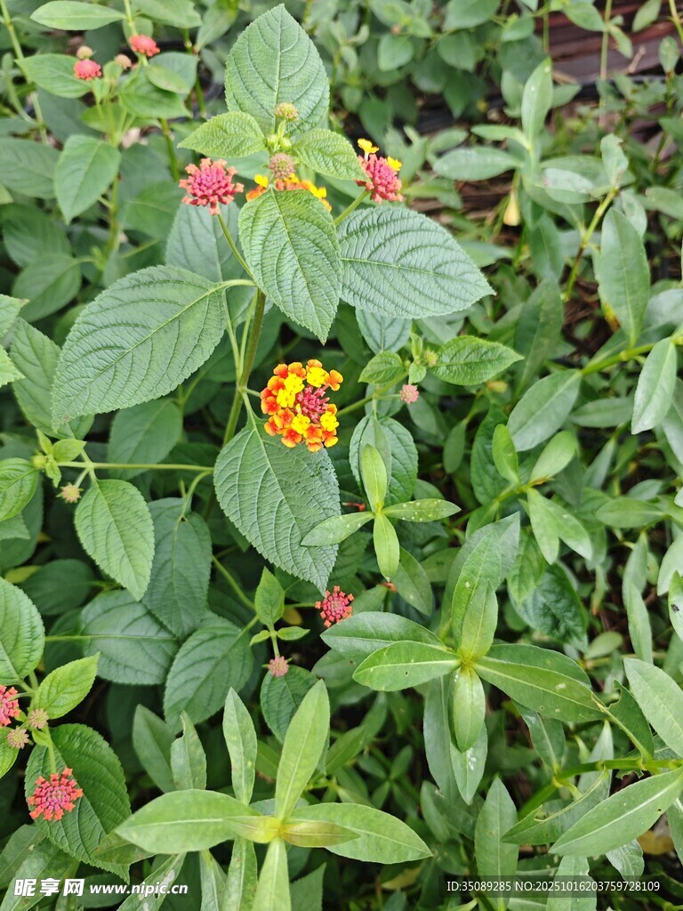 绿叶间绽放多彩小花