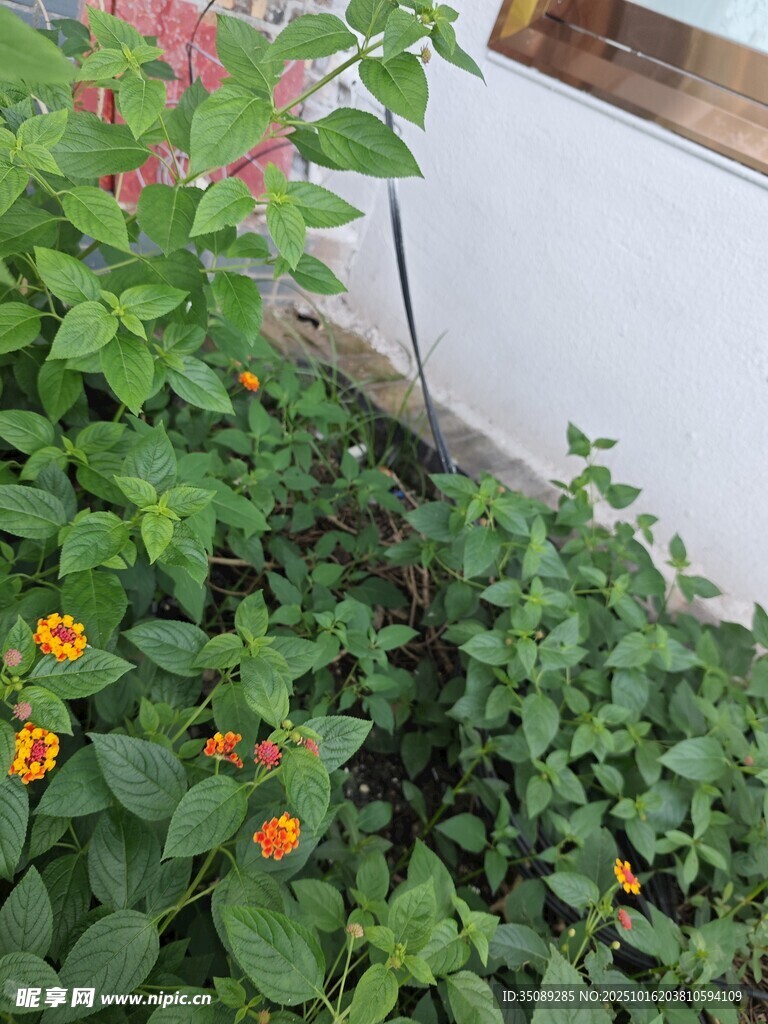 墙边绽放的多彩花卉