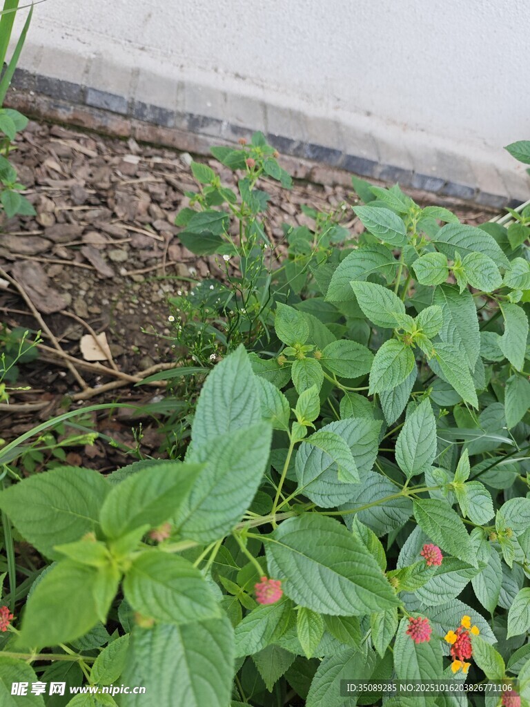 绿叶丛中点点红的植物
