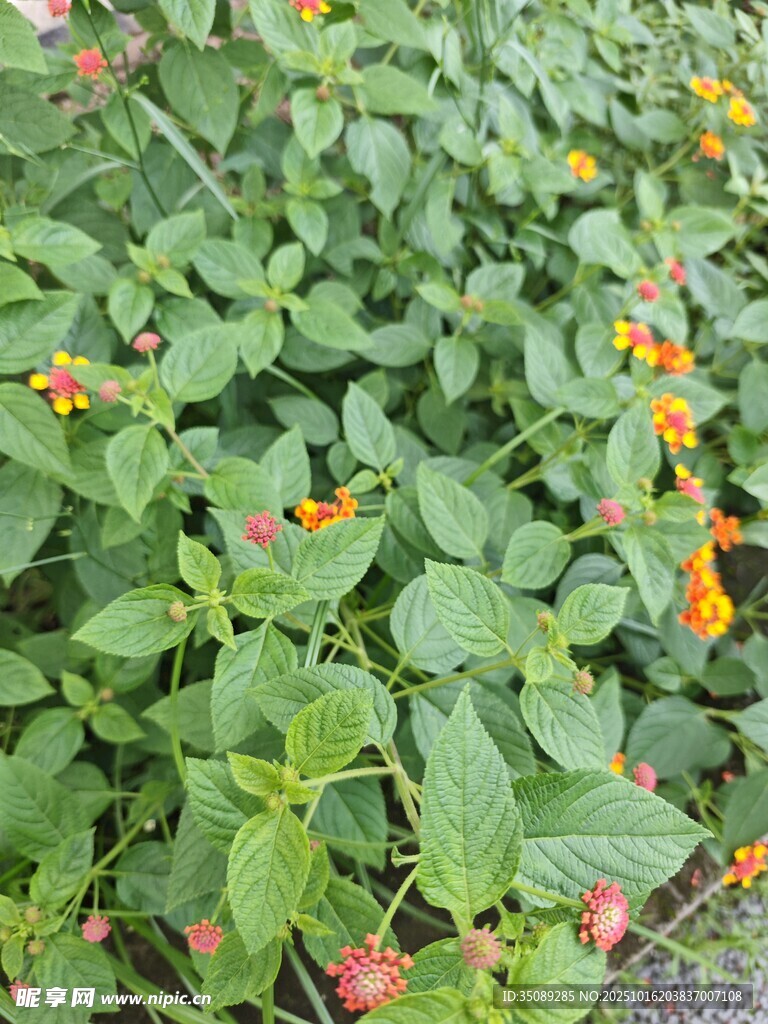 绿叶间的橙色小花