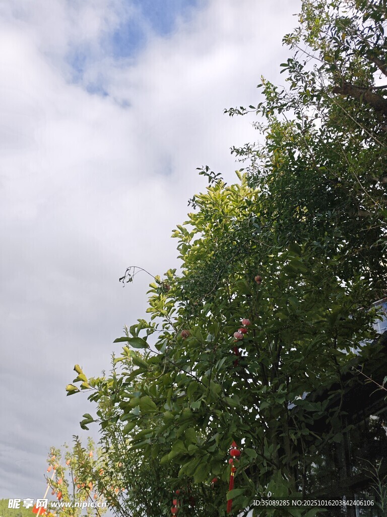 绿树蓝天间的自然景致