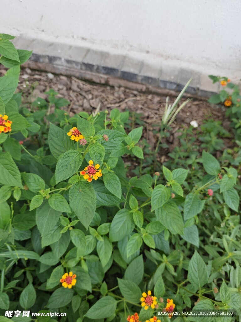 墙边绽放的橙色小花