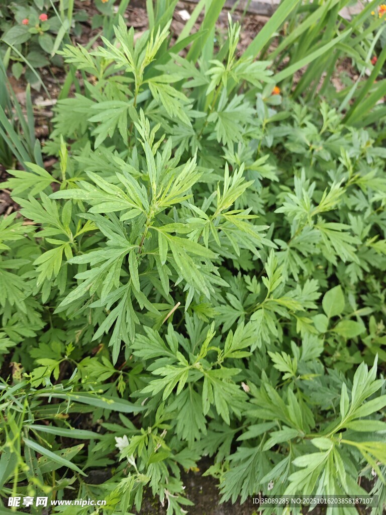 嫩绿欧芹植株特写