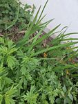 生机盎然的绿色植物景观