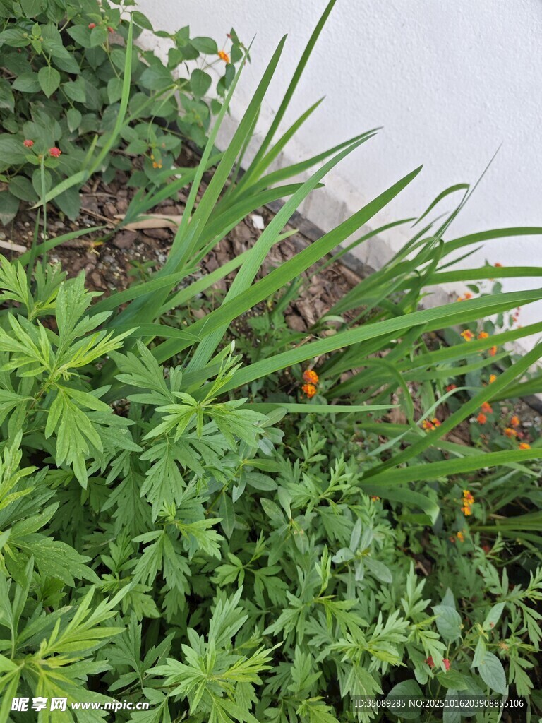 生机盎然的绿色植物景观