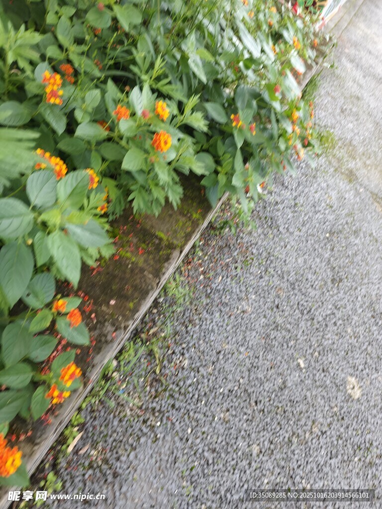 路边绽放的橙色小花