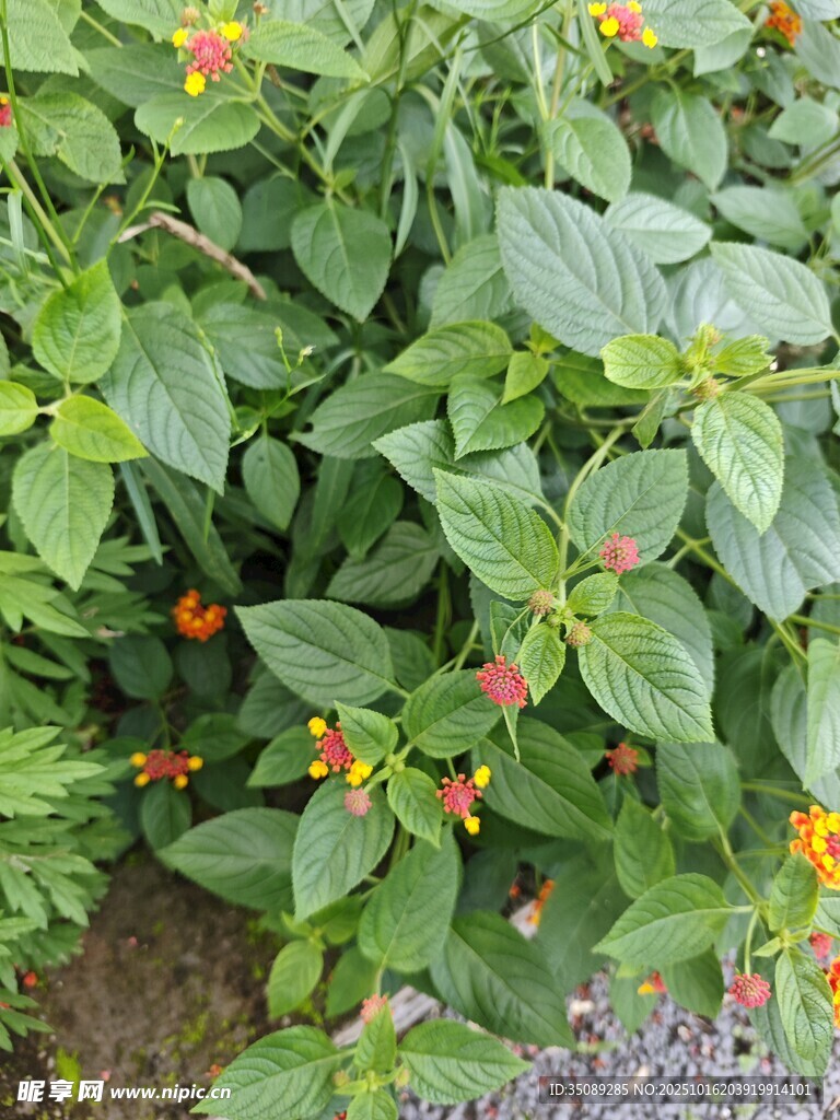 绿叶间绽放的鲜艳小花